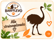 Struisvogel