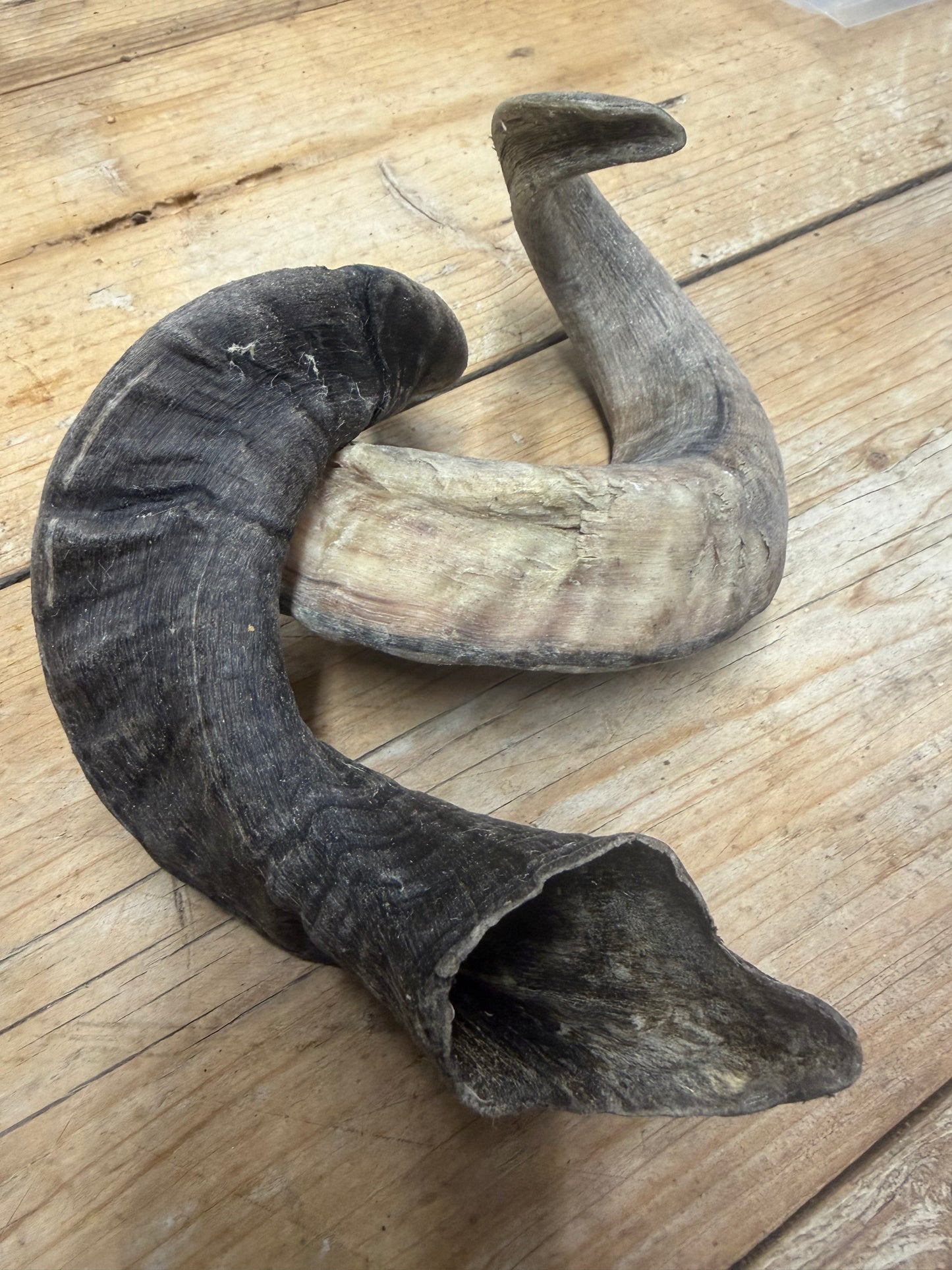Lamshoorn XL