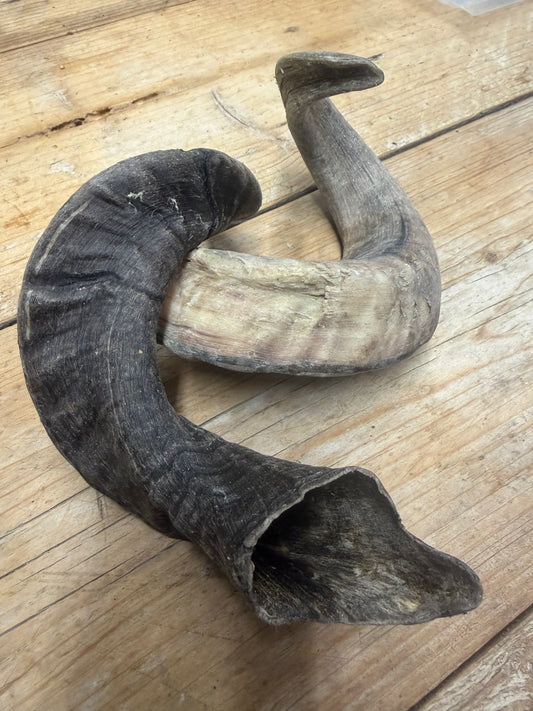 Lamshoorn XL