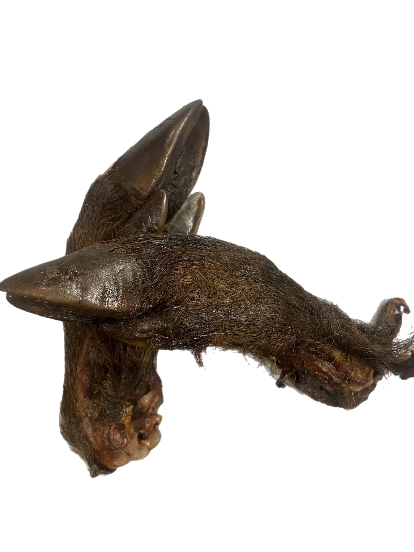 Wildzwijn Poot met vlees en vacht.