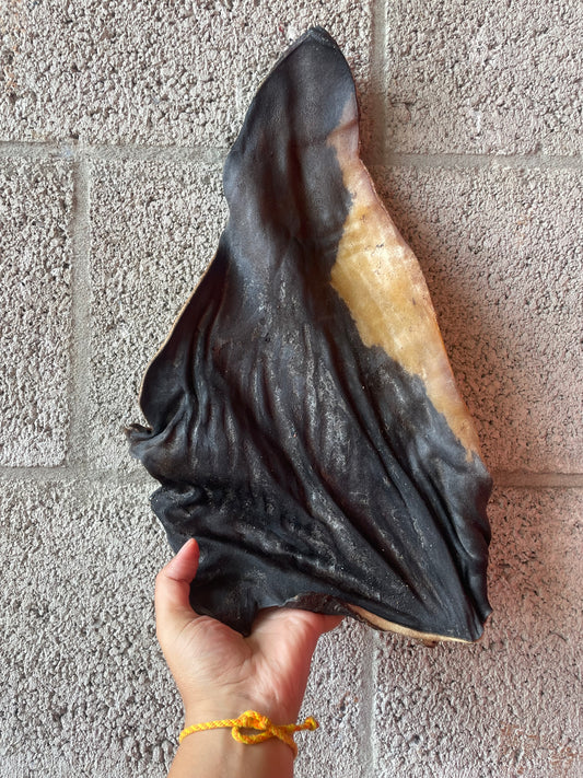 Black Angus Kophuid 12/15cm 1000Gr