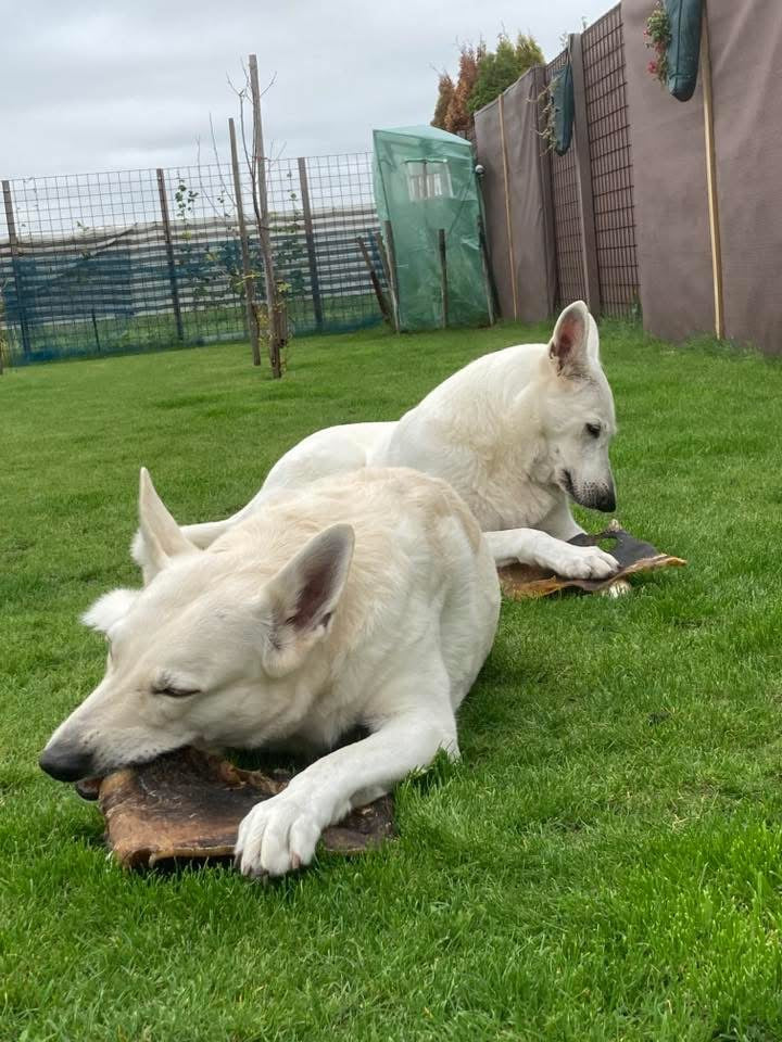 Black Angus Kophuid platen ( op maat gezaagd voor uw hond )