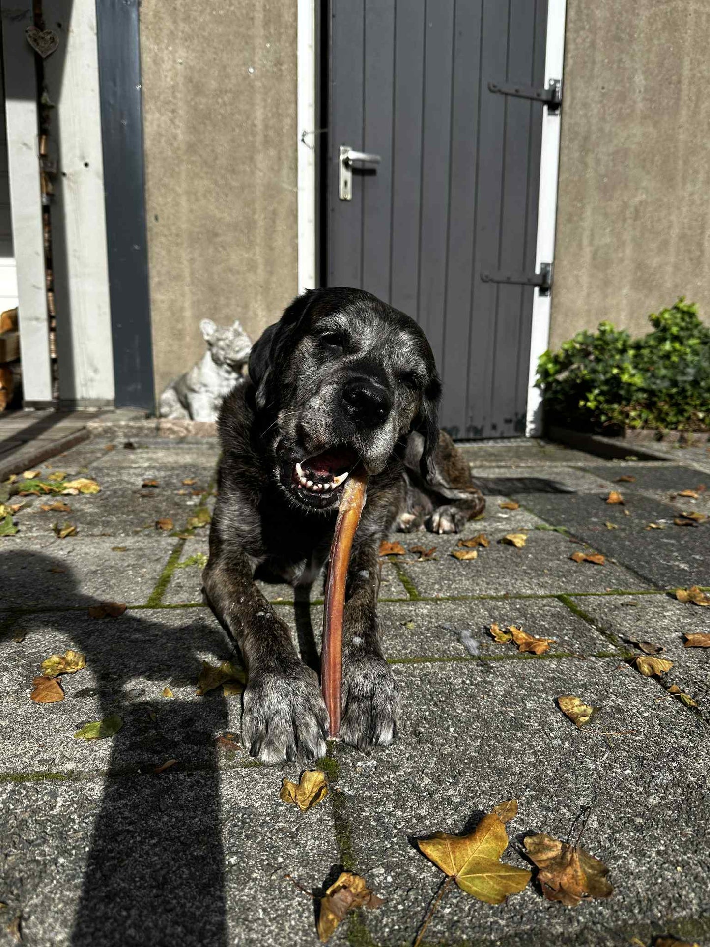 Bullepees 30cm ( Kneusjes ) 5st