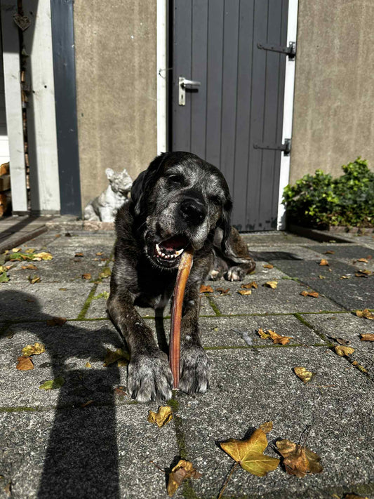 Bullepees 30cm ( Kneusjes ) 5st